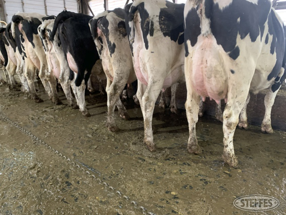 (5) Holstein cows